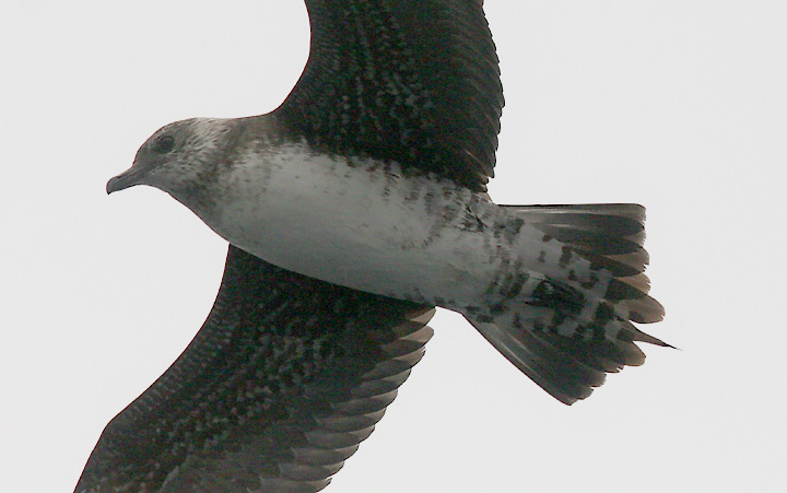 Long-tailed Jaeger, immature (#2 of 2)