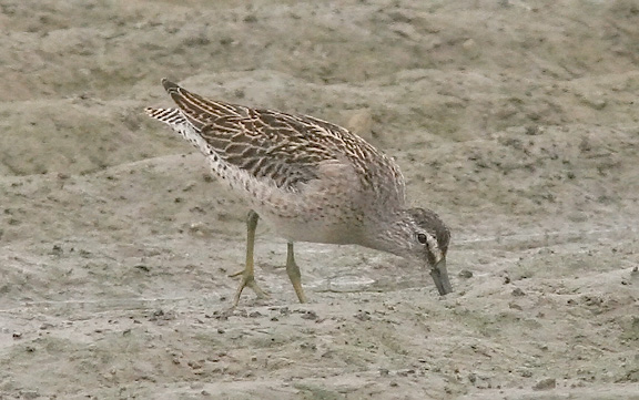 Short-billed Dowitcher