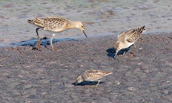 left to right: Ruff, Least, and Pectoral Sandpipers (#4 of 4)