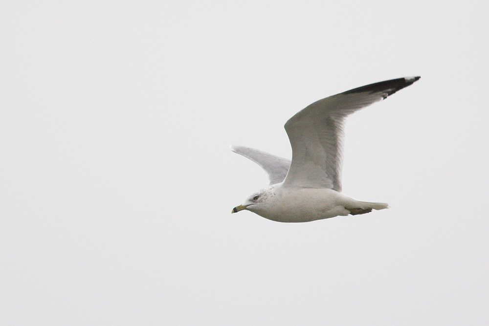 Ring-billed Gull