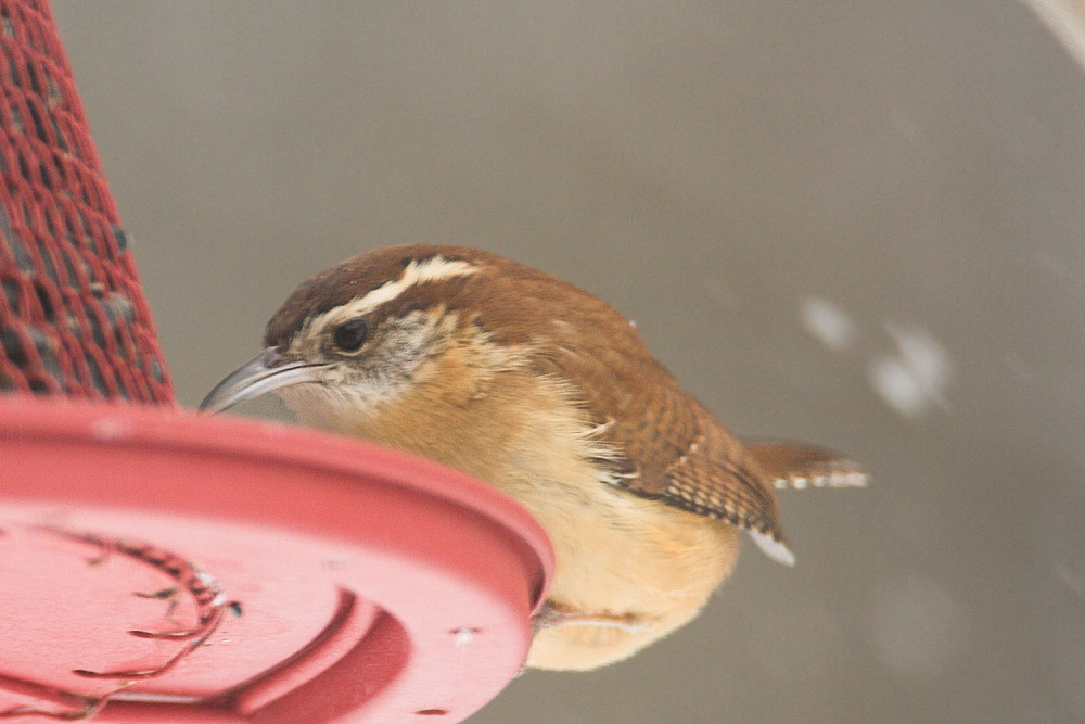 Carolina Wren