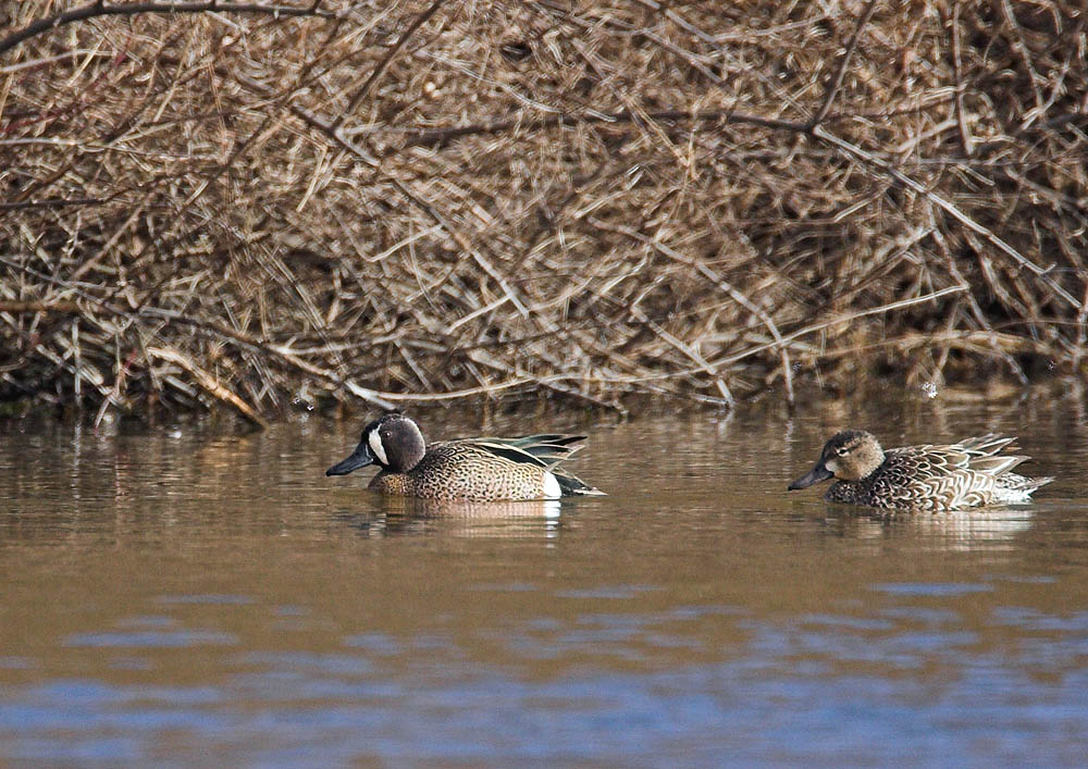 Blue-winged Teal