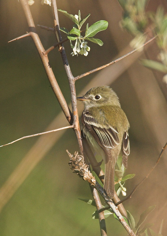 Flycatcher