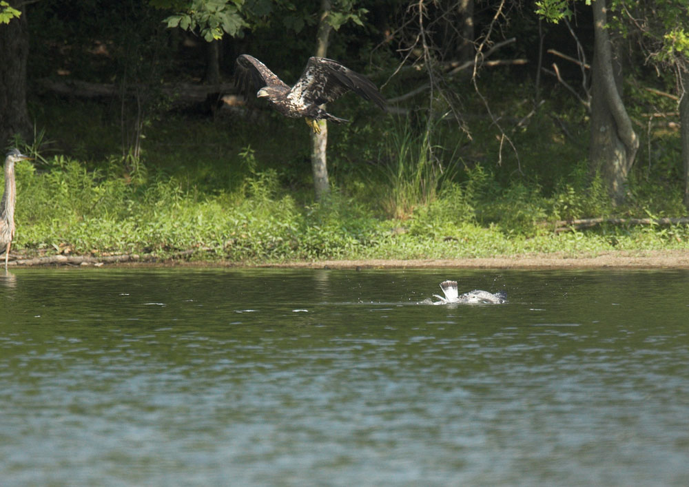 Immature Bald Eagle harassing an immature gull