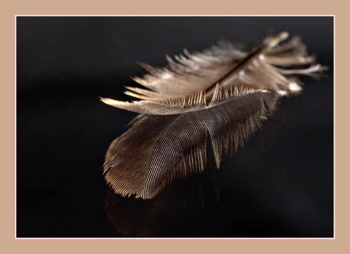 Blackbird feather