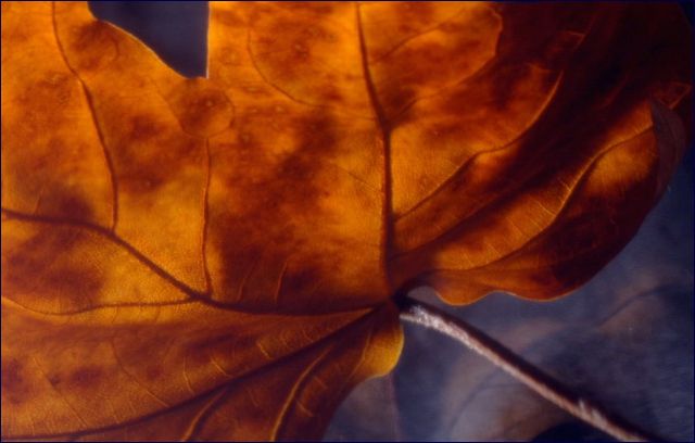 Autumn approaches (Challenge: soft focus)