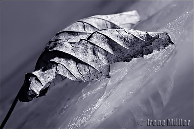 ...found on a frosty night (Challenge Wabi Sabi)