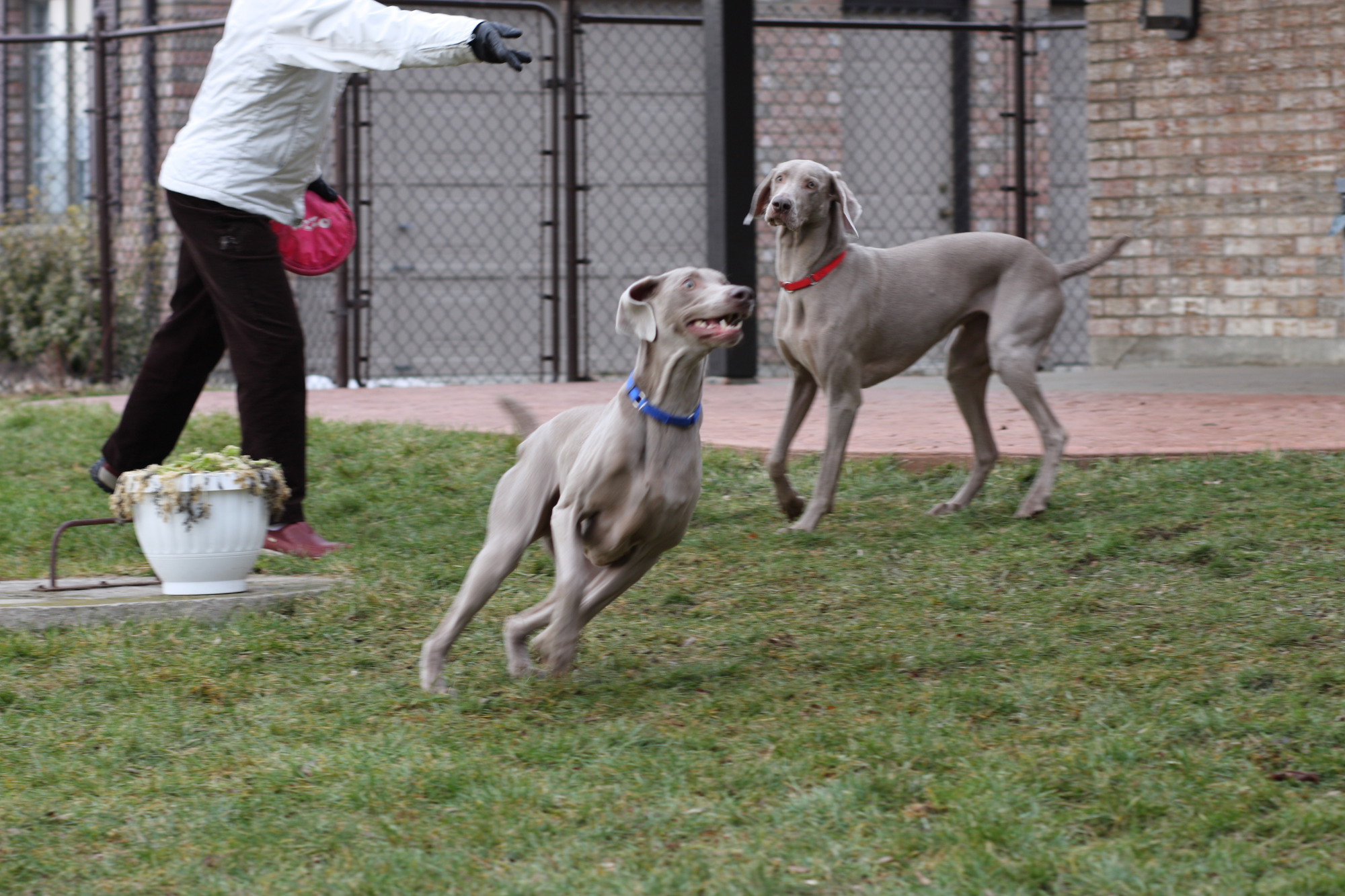 Sarge_Sophie_resized_0195.JPG