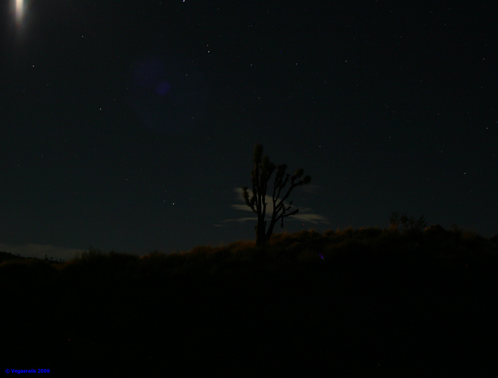 Joshua tree in the moon light