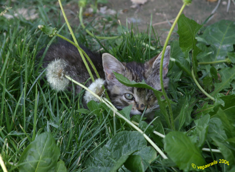 kitten in the grass