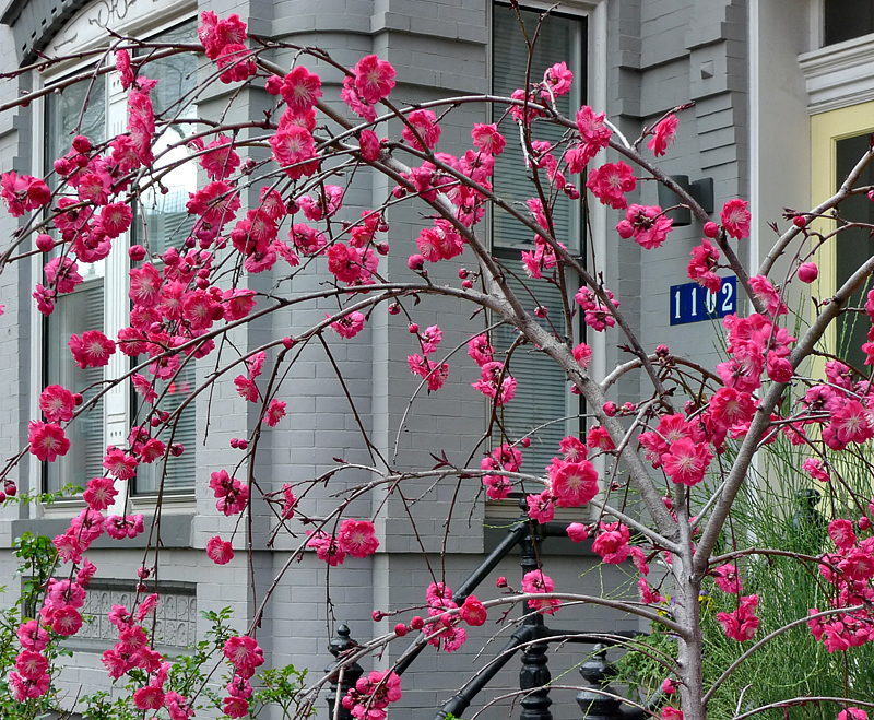 The fleeting face of spring in Washington