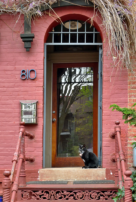 Black cat on salmon stairs
