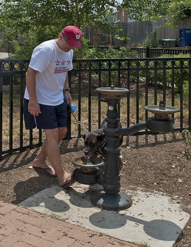 Doggie water fountain (only on Capitol Hill)