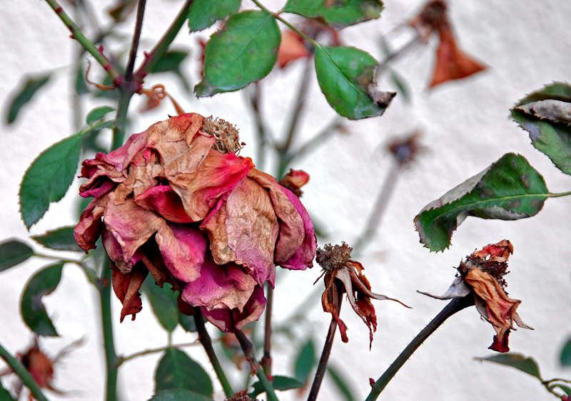 Fading glory