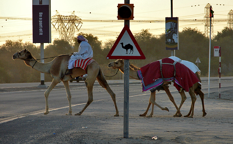Camel crossing at the camel crossing