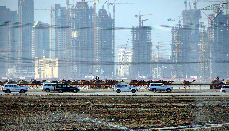 Camel race