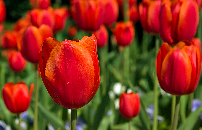 Topkapi tulips