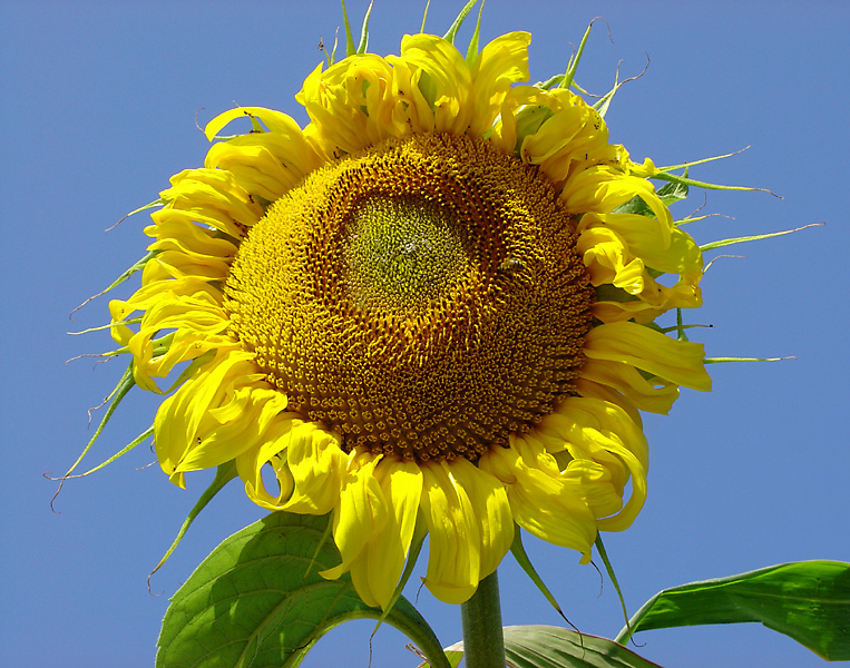 Sun Flower (Color Contrast Challenge)