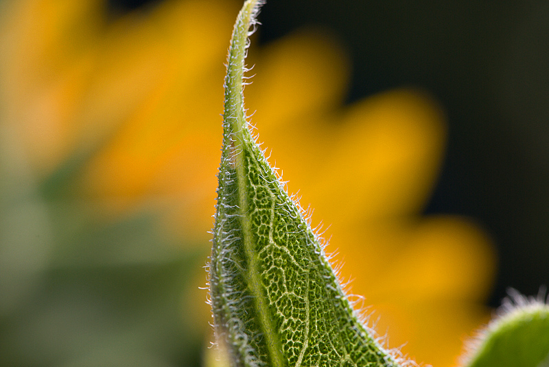 Sunflower 4