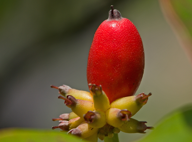 Dogwood berry 1