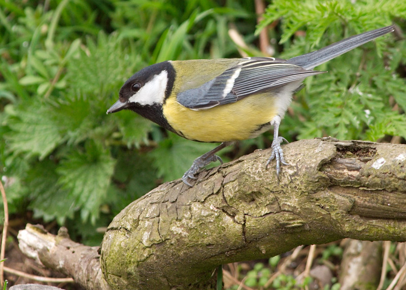 Great Tit