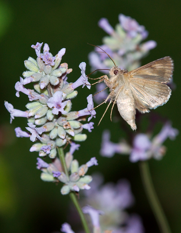 Silver Y moth