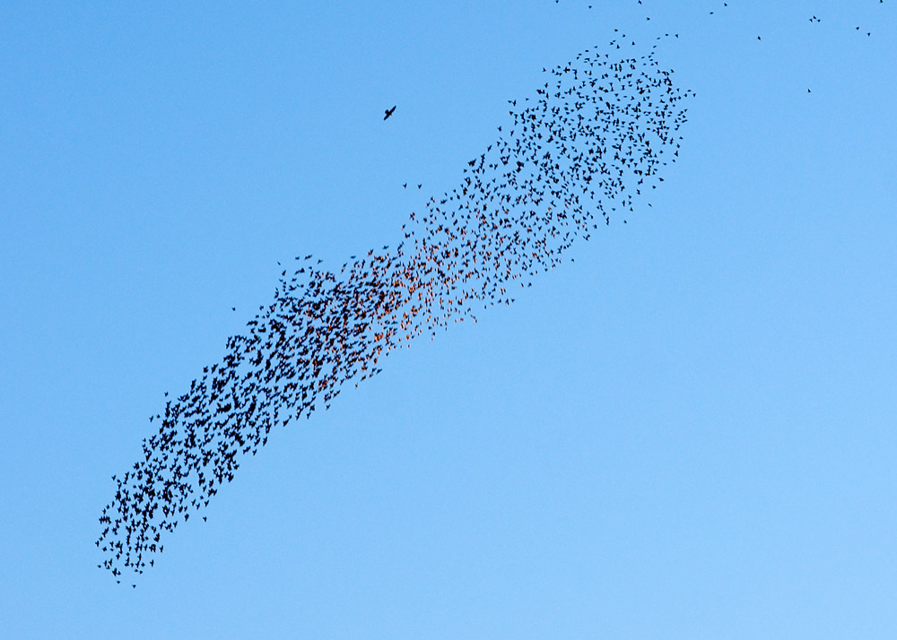 Roosting Starlings