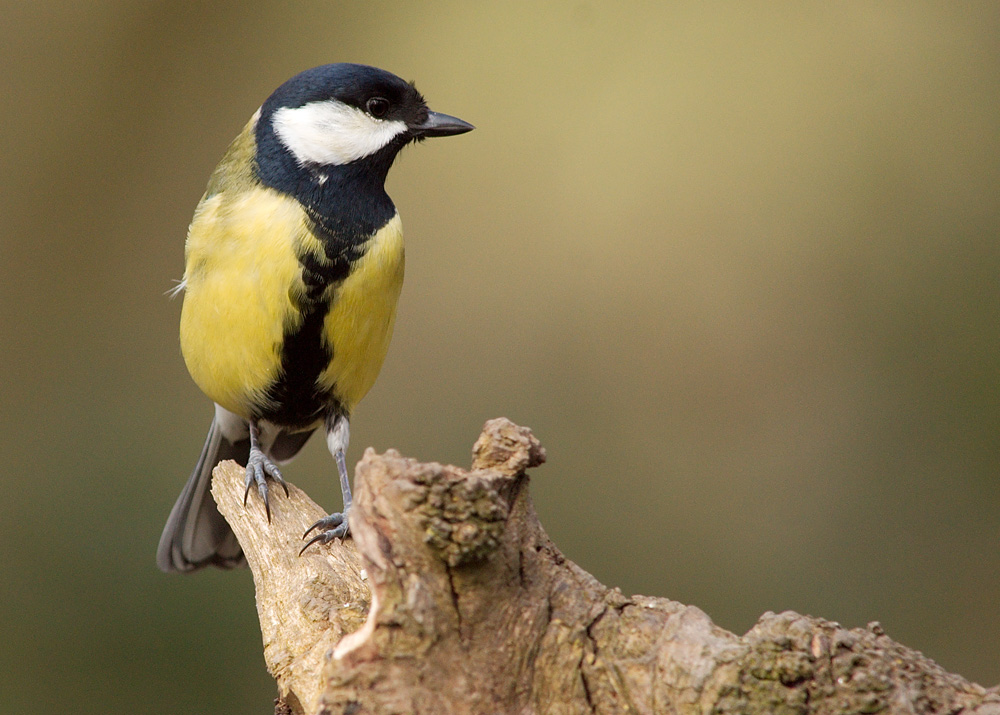 Great Tit