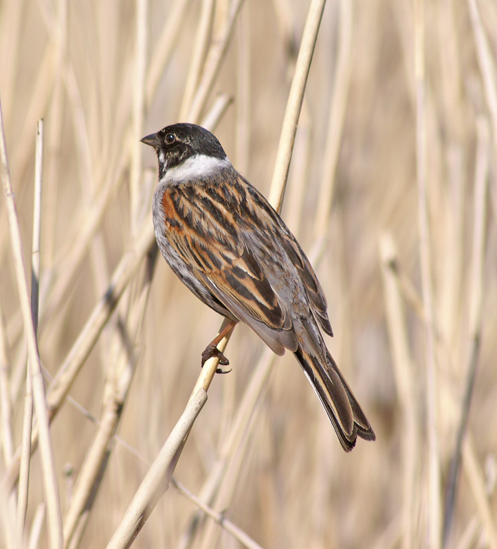 Reed Bunting