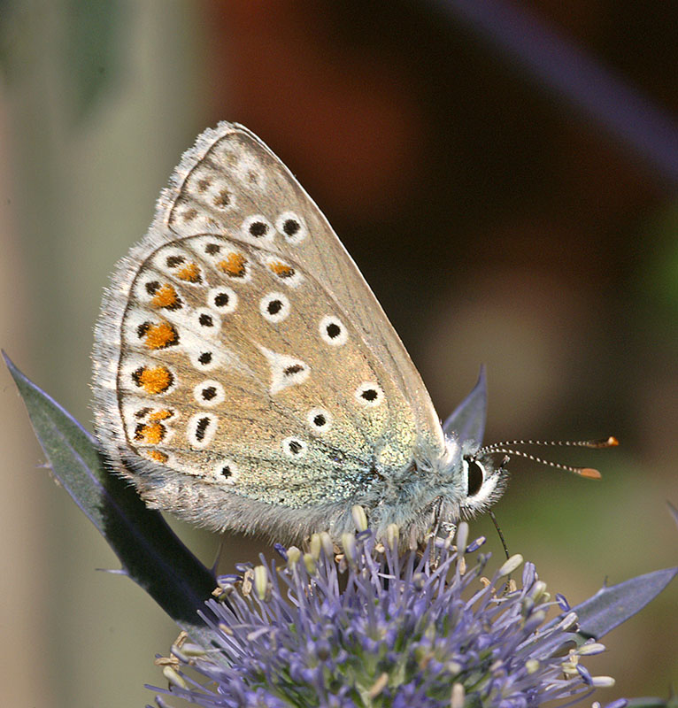 Common Blue