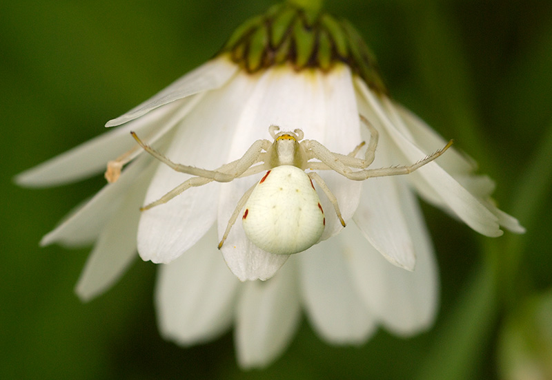 Crab Spider