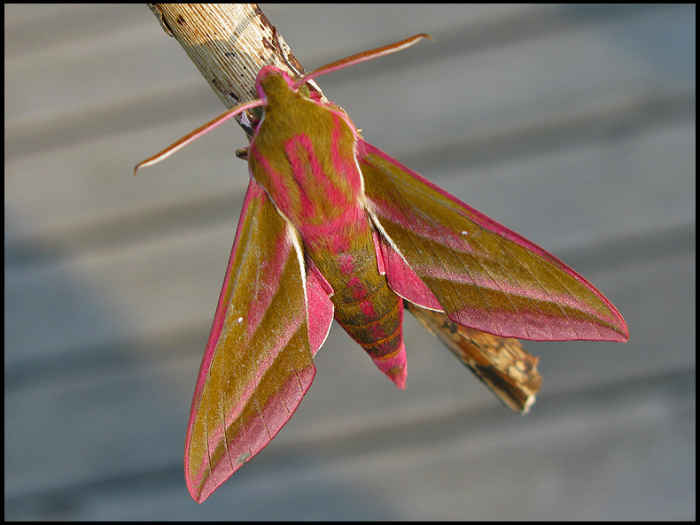 Sphingidae - Hawk-moths - Svrmare