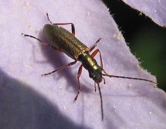 Chrysanthia viridissima - Grn blombagge.jpg