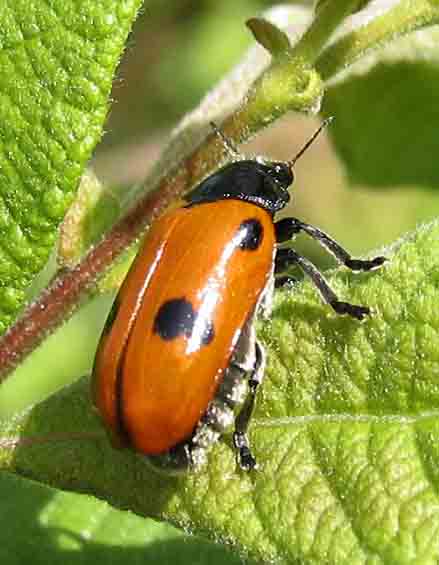 Clytra quadripunctata  - Myrackbagge.jpg