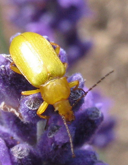 Cteniopus sulphureus -Svavelbagge.jpg