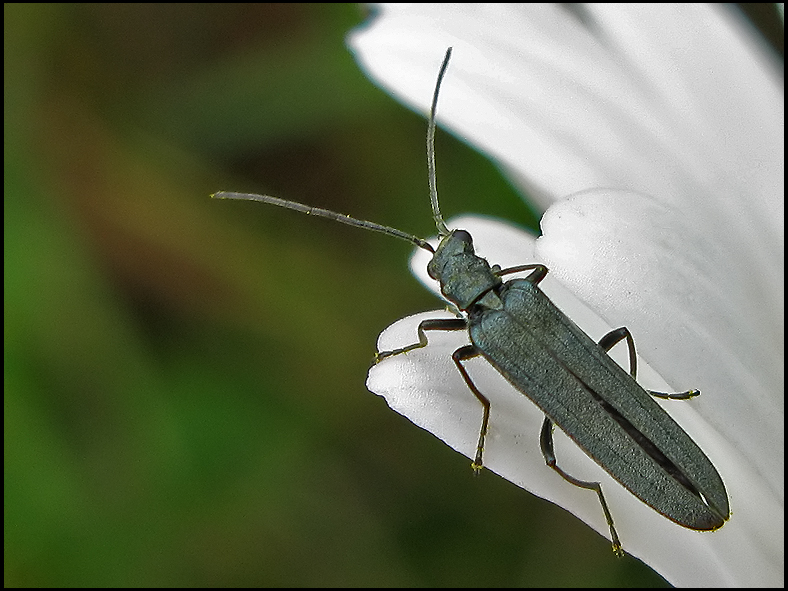 Blombaggar - Oedemeridae