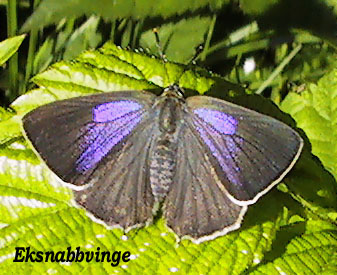 Eksnabbvinge, hona -  Purple Hairstreak - Favonius quercus.jpg