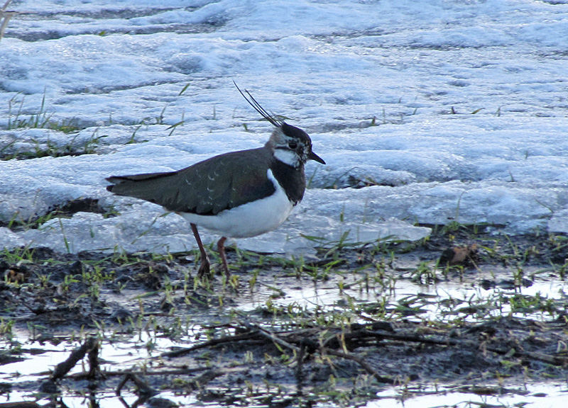 First sign of spring - Lapwing.jpg