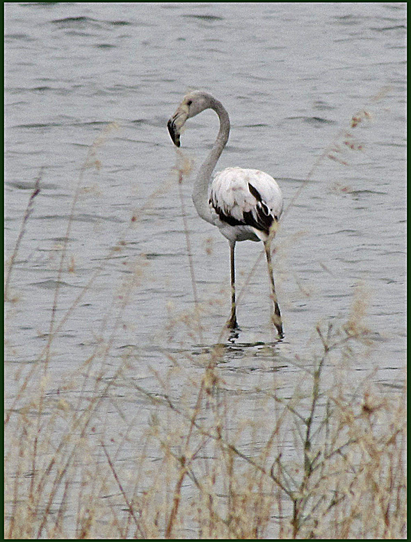 Greater Flamingo, juvenile.jpg