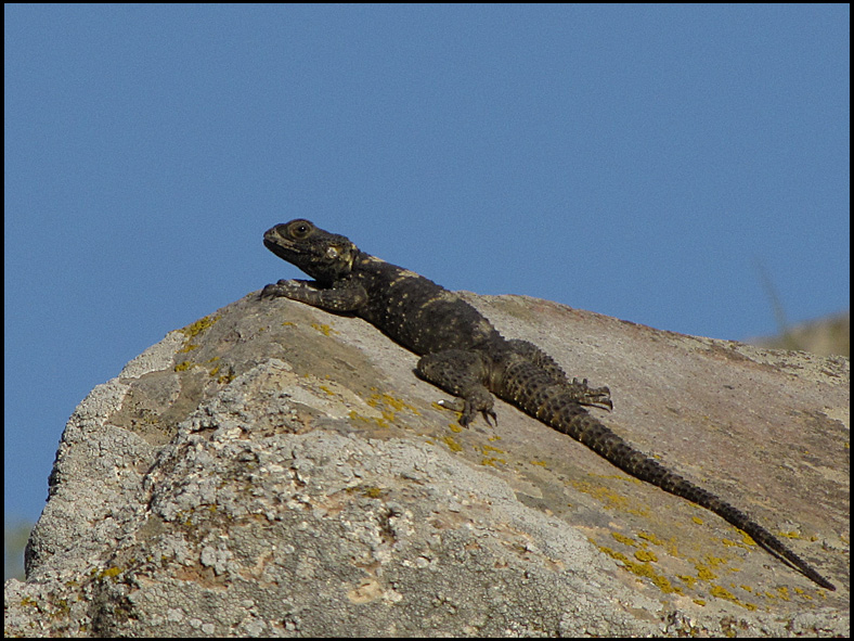 Starred Agama Laudakia stellioLaudako stellio.jpg