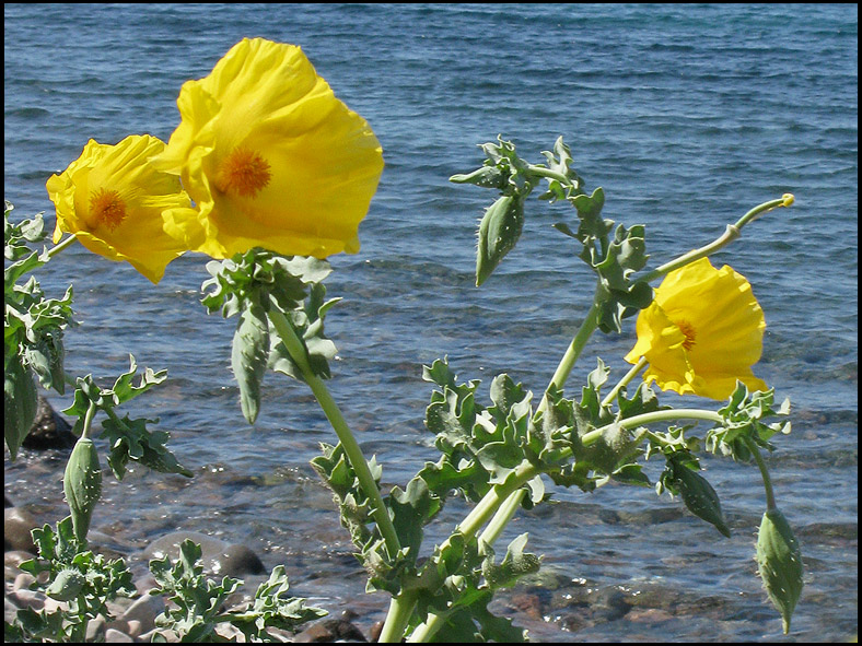 Yellow Horned Poppy - Glaucium flavum.jpg