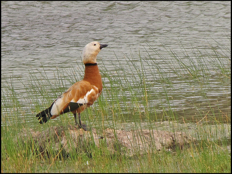 Ruddy Shelduck -  Rostand.jpg