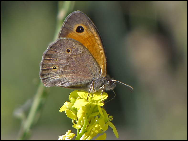 Maniola telmessia.jpg