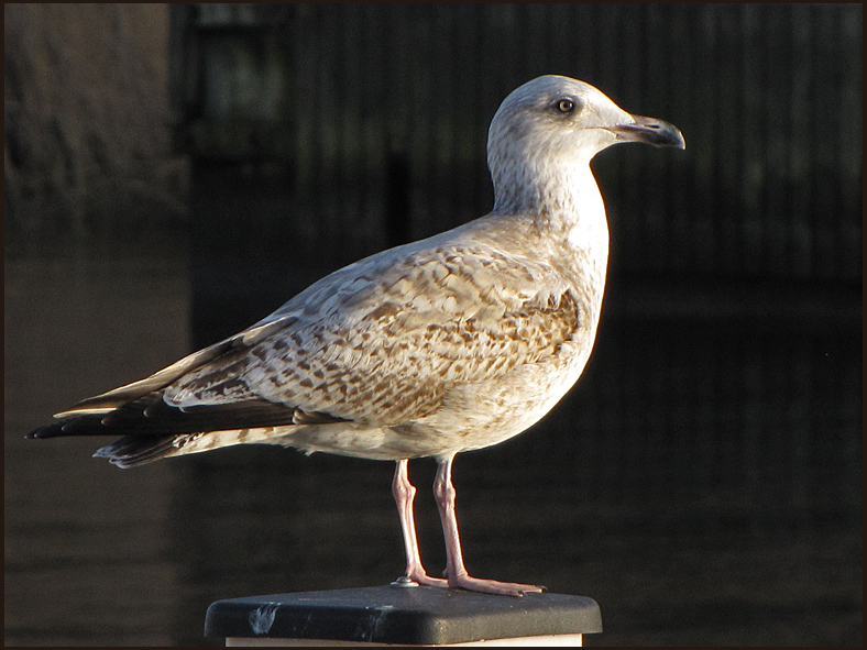 Herring Gull - Grtrut, juvenile.jpg