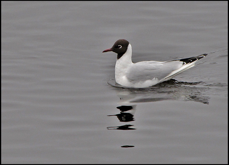 Blackheaded Gull - Larus ridibundus - Skrattms.jpg