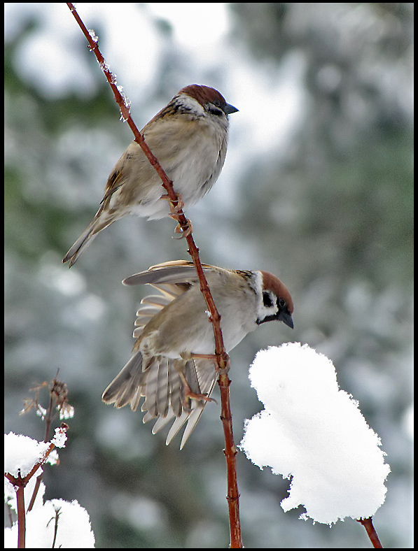 Tree Sparrows - Passer montanus - Pilfink.jpg