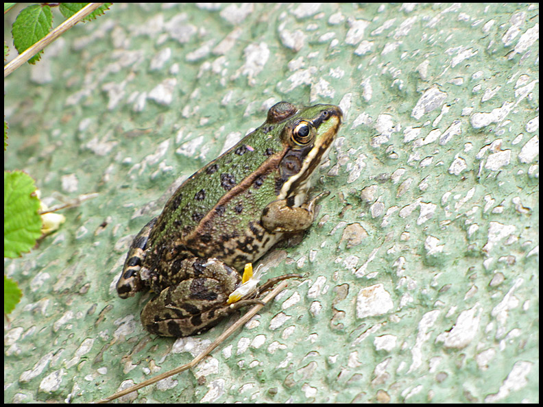 Iberian Marsh Frog - Rana perezi - Iberisk sjgroda .jpg