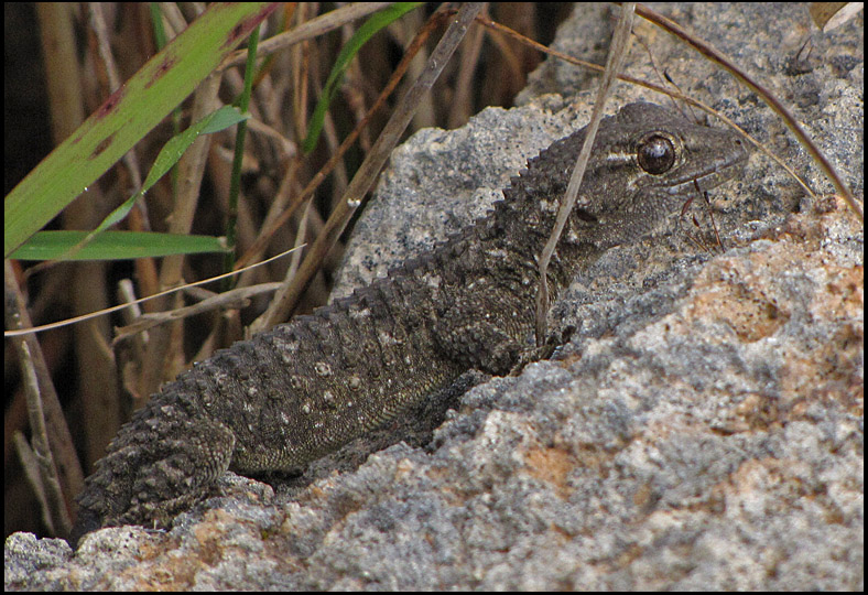 Moorish Gecko - Tarentola mauritanica.jpg