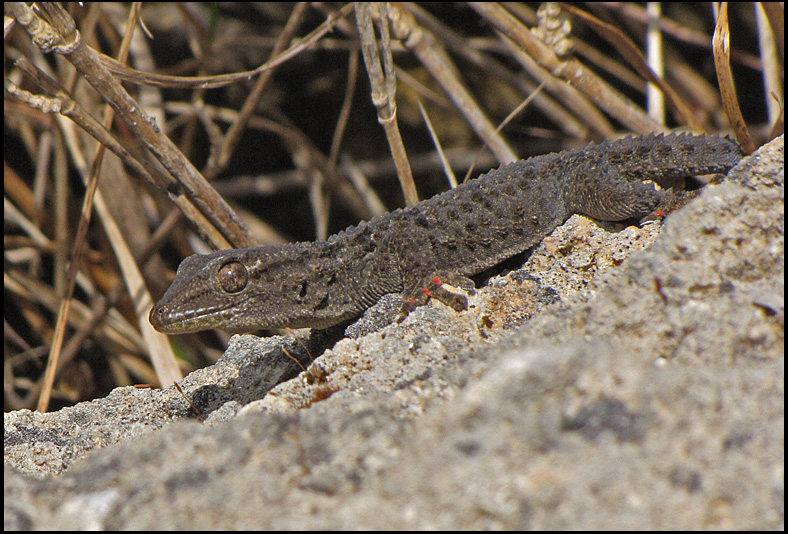 Moorish Gecko - Tarentola mauritanica.jpg
