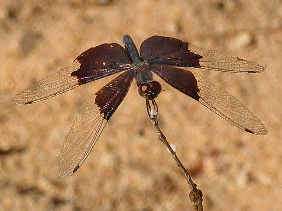 Libellulidae Rhyothemis braganza?jpg